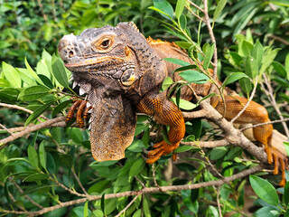 Orange iguana is sunbathing on a green leafy tree trunk, in the morning, with a natural blurred background.