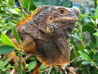 Orange iguana is sunbathing on a green leafy tree trunk, in the morning, with a natural blurred background.