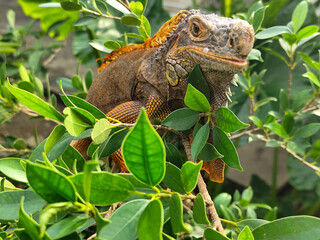 Orange iguana is sunbathing on a green leafy tree trunk, in the morning, with a natural blurred background.