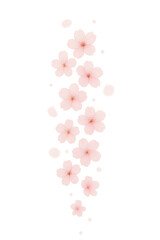 Delicate pink cherry blossoms falling against a black background