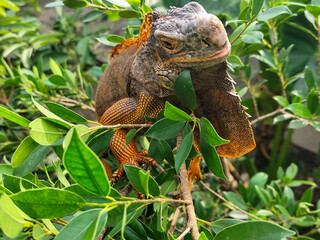 Orange iguana is sunbathing on a green leafy tree trunk, in the morning, with a natural blurred background.