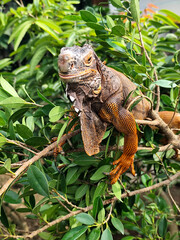 Orange iguana is sunbathing on a green leafy tree trunk, in the morning, with a natural blurred background.