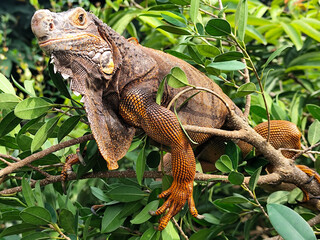 Orange iguana is sunbathing on a green leafy tree trunk, in the morning, with a natural blurred background.