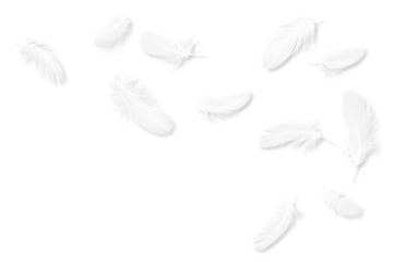 白い鳥の羽、影付きキリヌキ素材11点