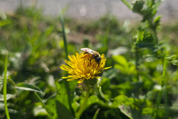 A bee collects nectar from a bright yellow dandelion in a grassy field, symbolizing pollination, biodiversity, and the vital balance of nature.