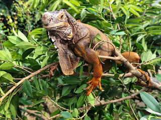 Orange iguana is sunbathing on a green leafy tree trunk, in the morning, with a natural blurred background.