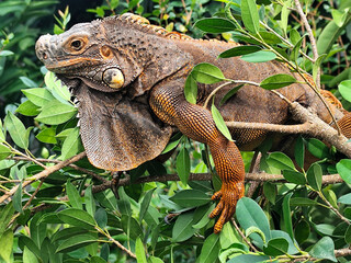 Orange iguana is sunbathing on a green leafy tree trunk, in the morning, with a natural blurred background.