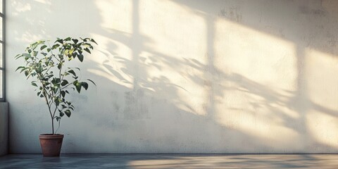 A potted plant stands in a room with a large window, casting a dramatic shadow on the textured wall. 