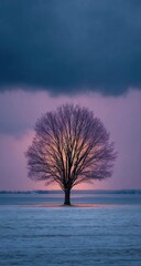 Solitary tree silhouetted against a winter sunset