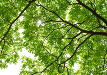 Green tree canopy with sunlight shining through leaves and branches isolated on transparent background