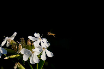 A hoverfly approaches delicate white flowers in soft sunlight, highlighting the beauty of pollination and the fragile balance of nature.