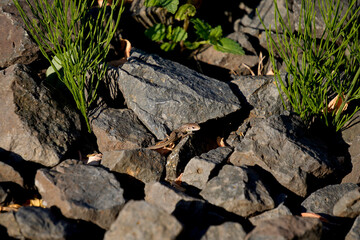 A small lizard rests on sunlit rocks among green plants, blending naturally with its environment and showcasing wildlife in its natural habitat.