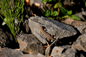 A small lizard rests on sunlit rocks among green plants, blending naturally with its environment and showcasing wildlife in its natural habitat.