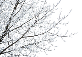 Obraz premium Bare tree branches covered in frost isolated on transparent background