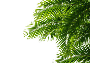 Close up of green palm leaves isolated on transparent background