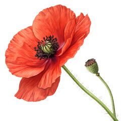 Poppy seeds are tiny, nutty-flavored seeds commonly used in baking, cooking, and garnishing, known