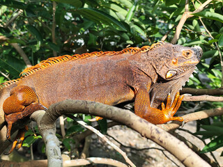 Orange iguana is sunbathing on a green leafy tree trunk, in the morning, with a natural blurred background.