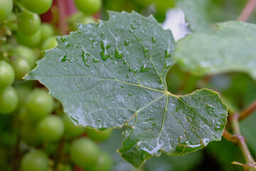 Fresh green grape leaves with raindrops showcasing nature's beauty in a vineyard during early morning