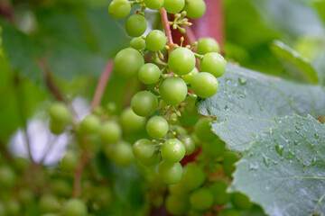 Green grapes growing on vines in a vineyard during the daytime in summer months