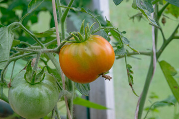 Ripe tomato nearing harvest in a home garden during summer months