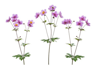 Naklejka premium Three pink flowers isolated on transparent background