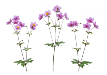 Three pink flowers isolated on transparent background