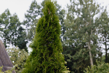 Tall evergreen tree stands against a backdrop of lush forest on a cloudy day in the countryside