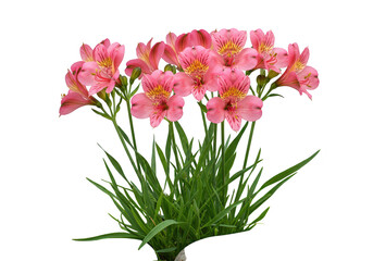 Pink alstroemeria flowers isolated on transparent background