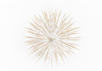 Naklejka premium Golden wheat ears isolated on transparent background