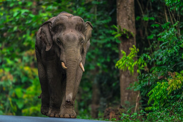 Fototapeta premium Elephants are large mammals and are the largest land animals. Wild elephants eat plants. They are big, have a small head, big legs, and have a trunk that reaches to the ground. That trunk is the nose.