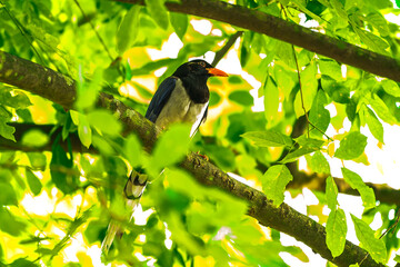 Black head to neck, blue-purple body feathers, blue-purple wing bases, white wing tips, white tail with paired tail feathers, red beak.	