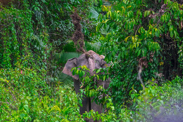 Elephants are large mammals and are the largest land animals. Wild elephants eat plants. They are big, have a small head, big legs, and have a trunk that reaches to the ground. That trunk is the nose.