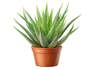 Aloe vera plant in a pot isolated on transparent background, a succulent plant known for its medicinal and cosmetic properties, used in skincare and herbal medicine