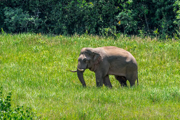 Elephants are large mammals and are the largest land animals. Wild elephants eat plants. They are big, have a small head, big legs, and have a trunk that reaches to the ground. That trunk is the nose.