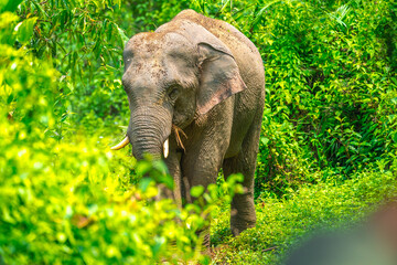 Elephants are large mammals and are the largest land animals. Wild elephants eat plants. They are big, have a small head, big legs, and have a trunk that reaches to the ground. That trunk is the nose.