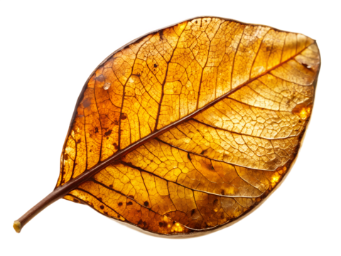 Closeup of a delicate autumn leaf with intricate veins and textures, isolated on transparent background, showcasing the beauty of nature