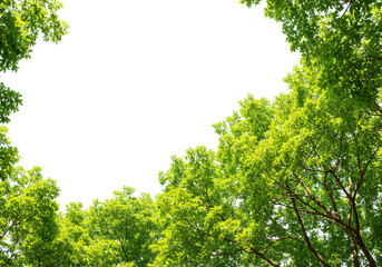 Fototapeta premium Green leaves framing a bright white sky, isolated on transparent background