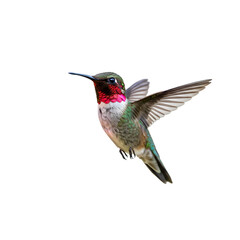 Fototapeta premium Hummingbird in Flight: Vibrant Colors, Sharp Detail