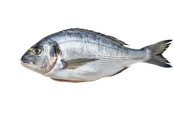 Obraz premium Fresh raw fish isolated on transparent background