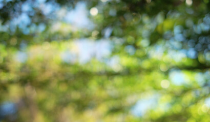 Green bokeh blurred background from natura trees. copy space or text area.