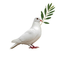 Fototapeta premium White Dove, Olive Branch: Symbol of Peace