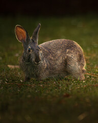 A detailed photograph of a wild hare in its natural habitat. Perfect for illustrating wildlife, countryside scenes, springtime, and the beauty of nature.