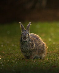 A detailed photograph of a wild hare in its natural habitat. Perfect for illustrating wildlife, countryside scenes, springtime, and the beauty of nature.