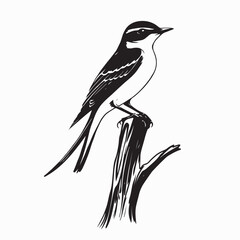 Tailed Bird Perched on Wooden Branch Vector Illustration Nature Wildlife Design