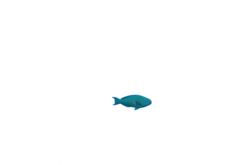 Single blue fish swimming isolated on transparent background