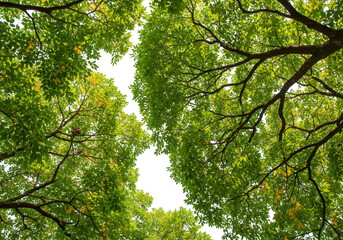 Fototapeta premium Looking up through the lush green canopy of trees with branches and leaves against a bright white sky, isolated from below isolated on transparent background