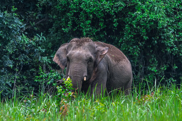 Fototapeta premium Elephants are large mammals and are the largest land animals. Wild elephants eat plants. They are big, have a small head, big legs, and have a trunk that reaches to the ground. That trunk is the nose.