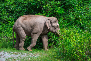 Fototapeta premium Elephants are large mammals and are the largest land animals. Wild elephants eat plants. They are big, have a small head, big legs, and have a trunk that reaches to the ground. That trunk is the nose.