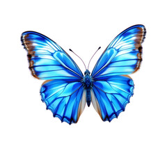 Obraz premium Blue Morpho Butterfly Vibrant Wings on White