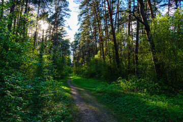 Forest path winding through green trees. Sunlit park landscape. Outdoor escape and natural scenery for relaxation.